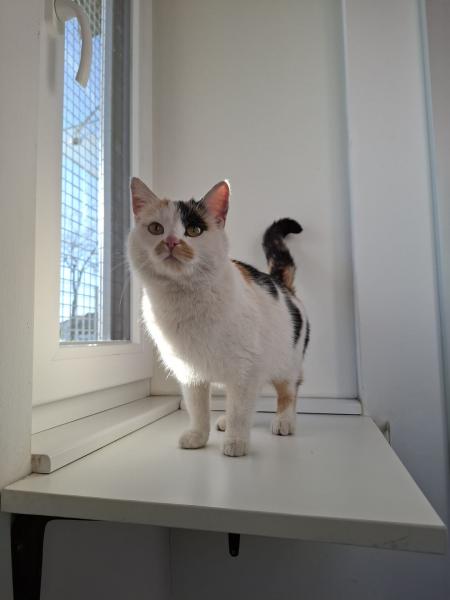 Europäische Hauskatze